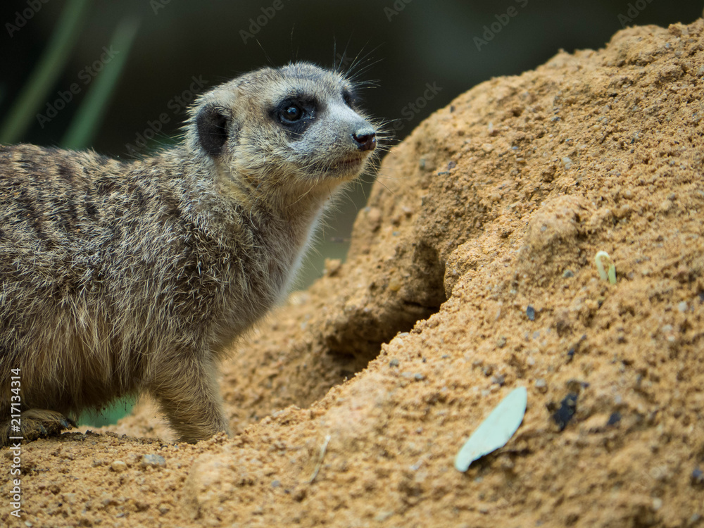 Fototapeta premium Cute Meerkat Portrait