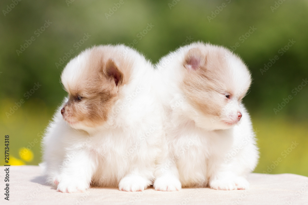 Pomeranian puppy outdoor Pomeranian puppy outdoor