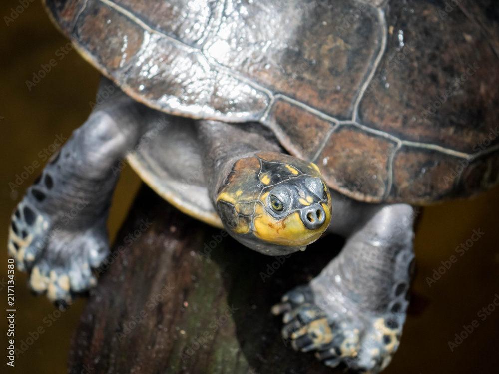 Fototapeta premium Water Turtle with yellow face