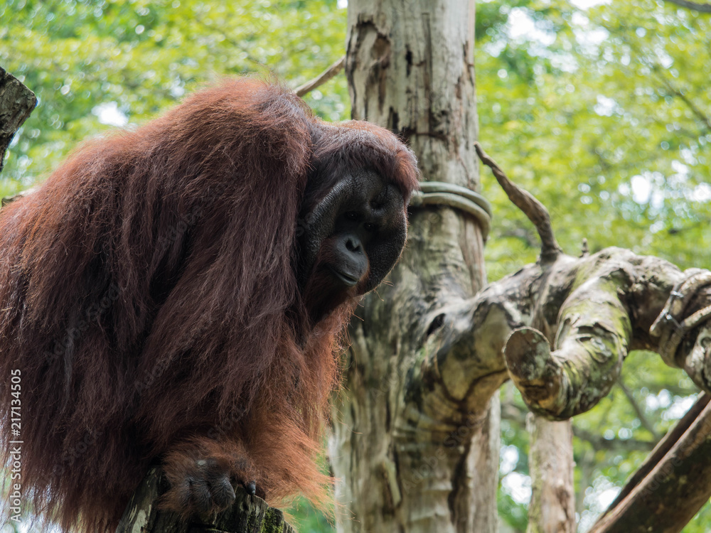 Fototapeta premium Sumatran Orang Utan Monkey
