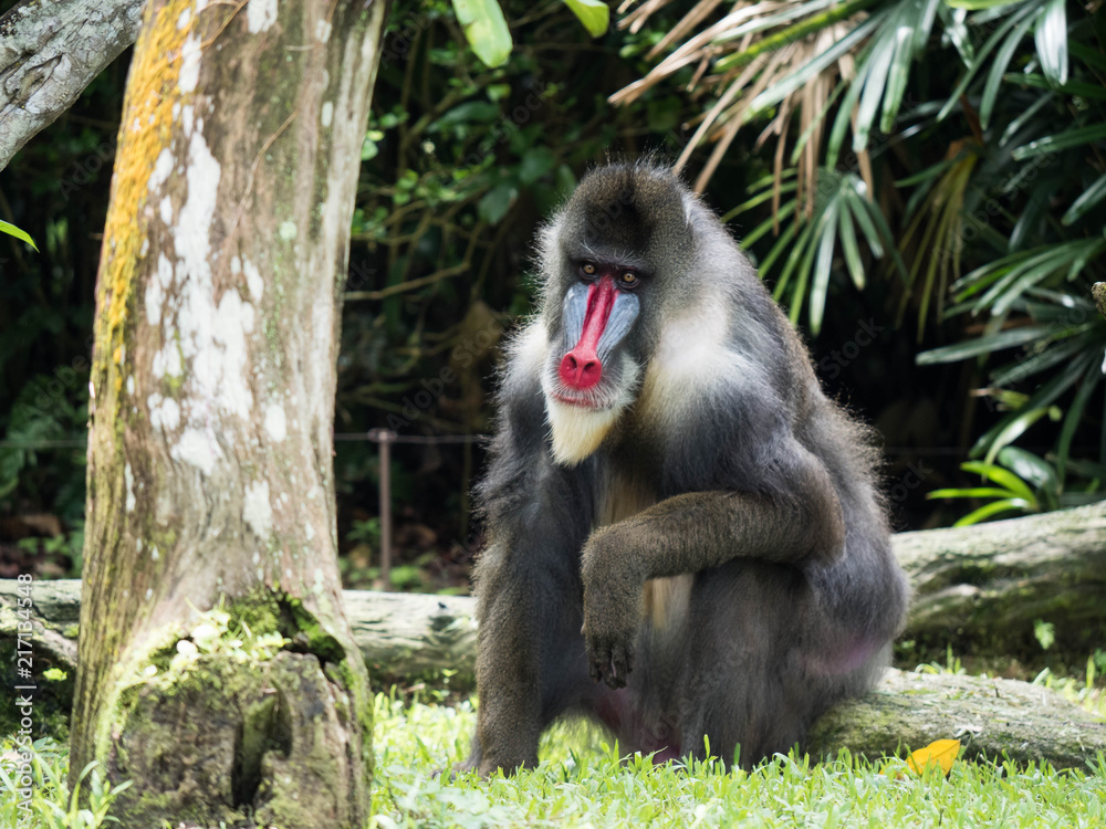 Fototapeta premium Male Mandrill Monkey