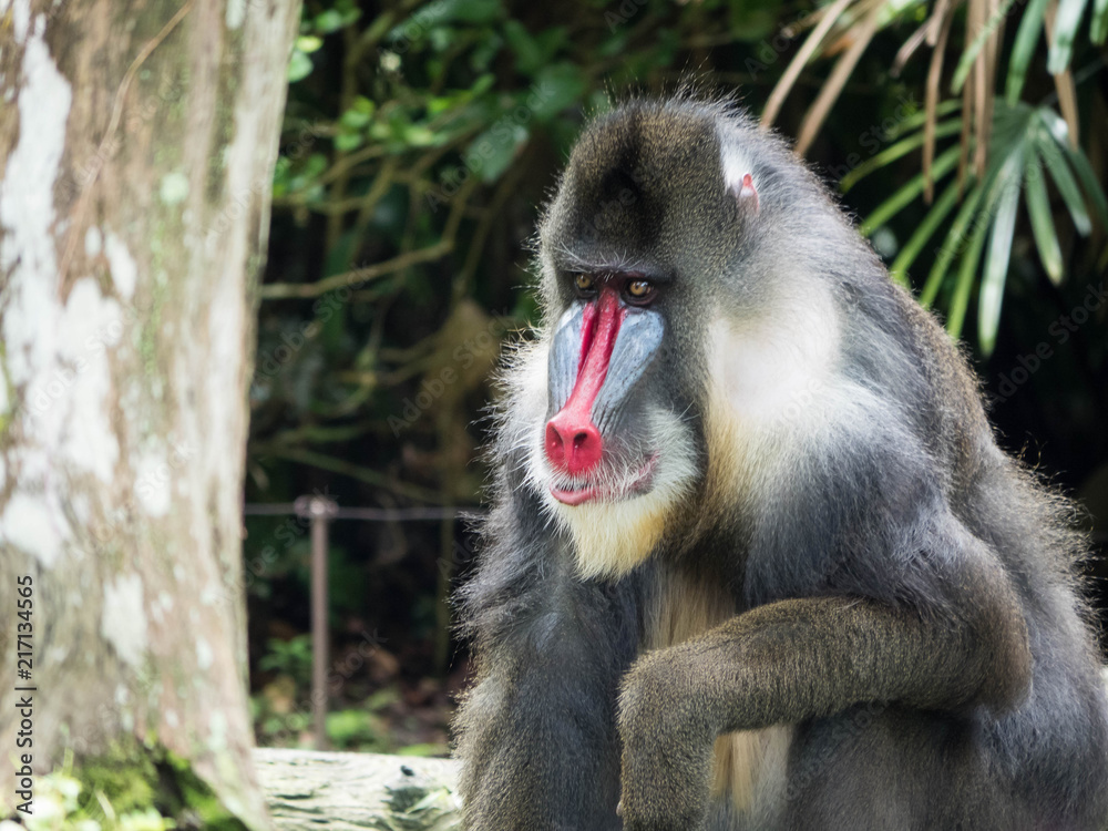 Obraz premium Male Mandrill Monkey