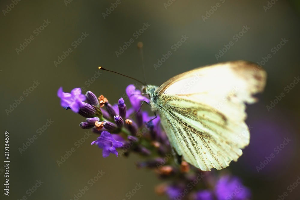 Cabbage white butterfly on lavender flower.
