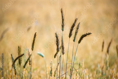 Corn ears in field.