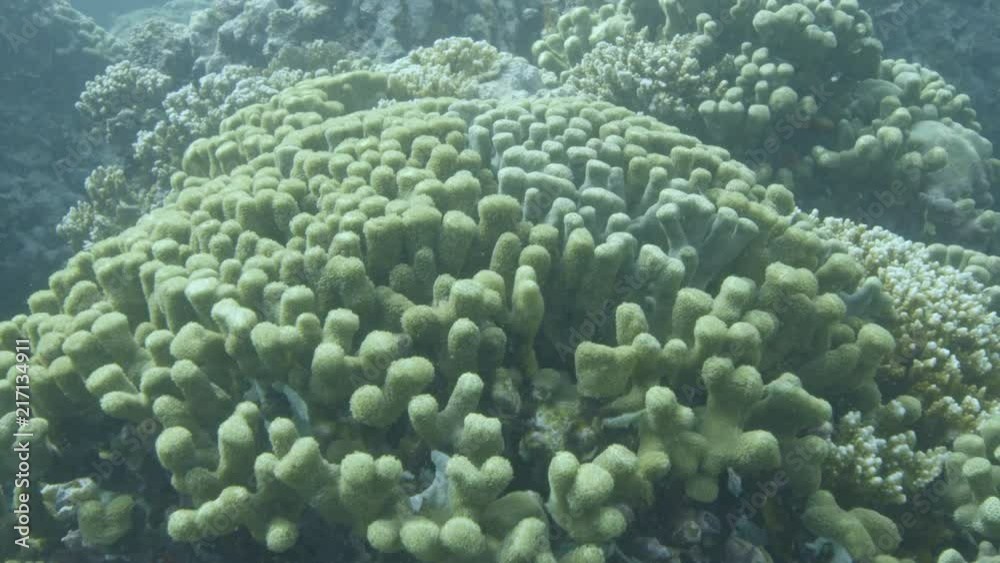 An underwater gopro shot of corals and fish. An underwater gopro shot of corals and fish.