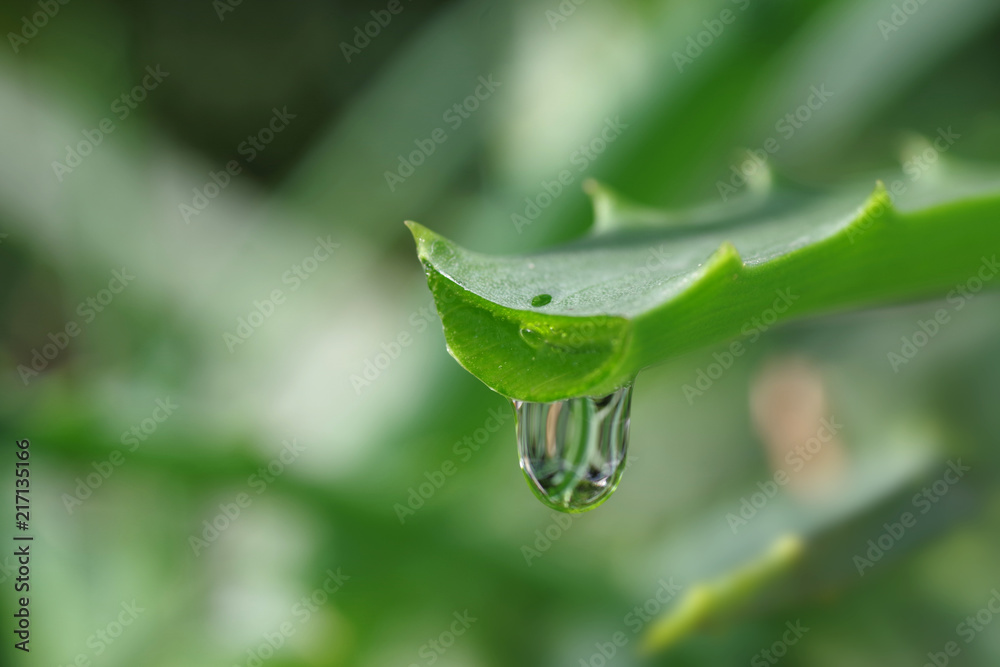 aloe leaf with dripping clear juice aloe leaf with dripping clear juice
