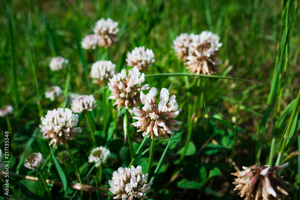 Flowers of white clower Trifolium repens in a lawn