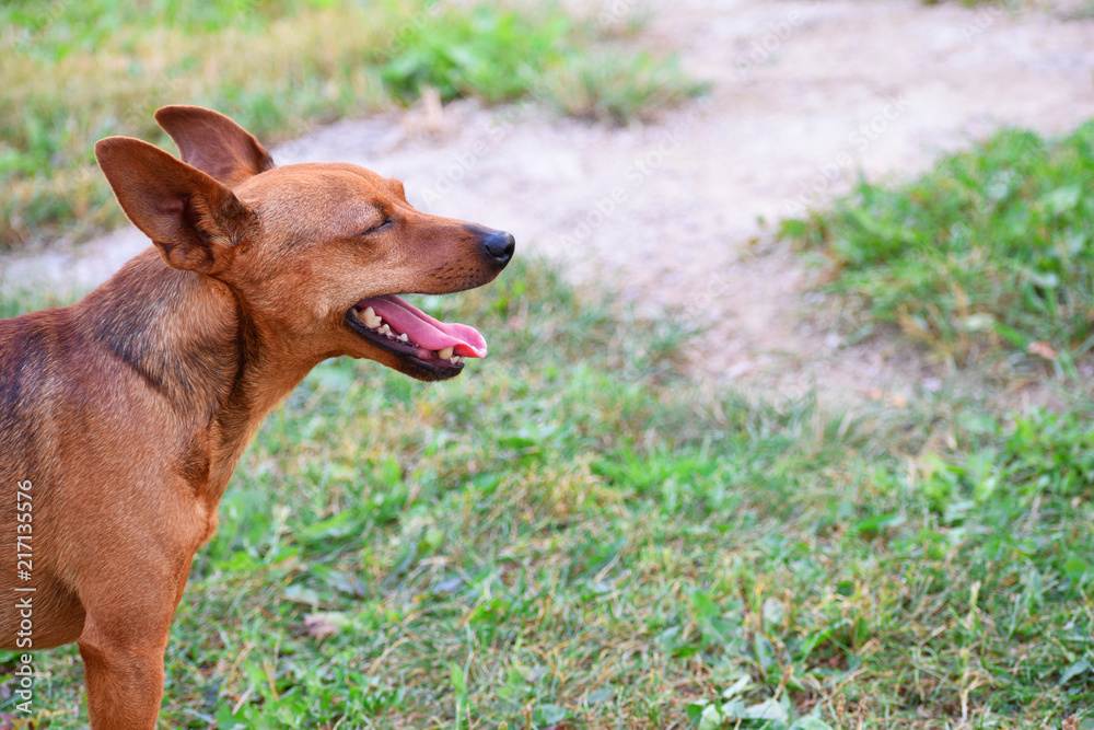 Brown miniature pinscher standing on green grass profile view with copy space for text. Brown miniature pinscher standing on green grass profile view with copy space for text.