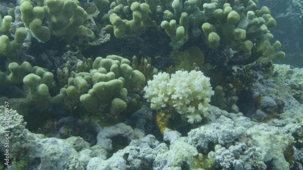 An underwater gopro shot of corals and fish.