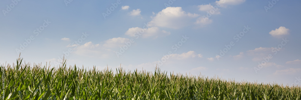 Maisfeld, Nordrhein-Westfalen, Deutschland, Europa Maisfeld, Nordrhein-Westfalen, Deutschland, Europa