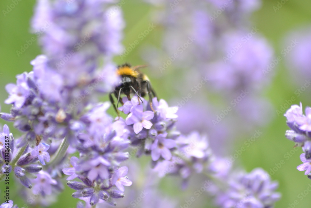 Blumen und Bienen Blumen und Bienen