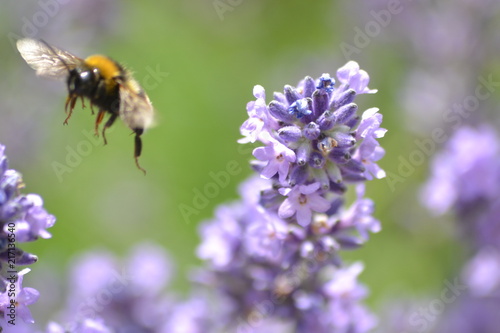Fototapeta Naklejka Na Ścianę i Meble -  Blumen und Bienen