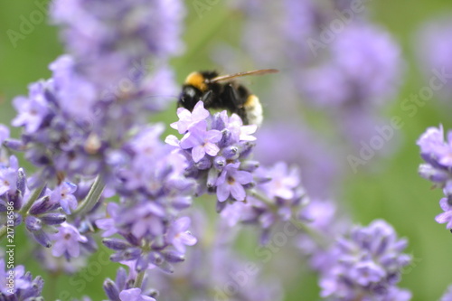 Blumen und Bienen