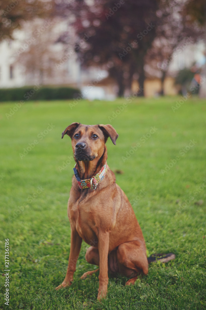 Brown dog posing in the park