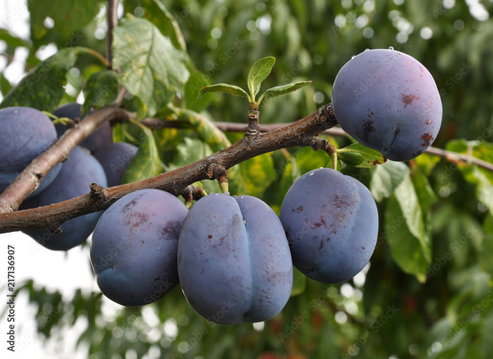 On a branch of a tree of plum On a branch of a tree of plum