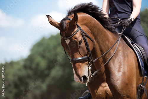 Pferdekopf im Dressurtraining im Sommer