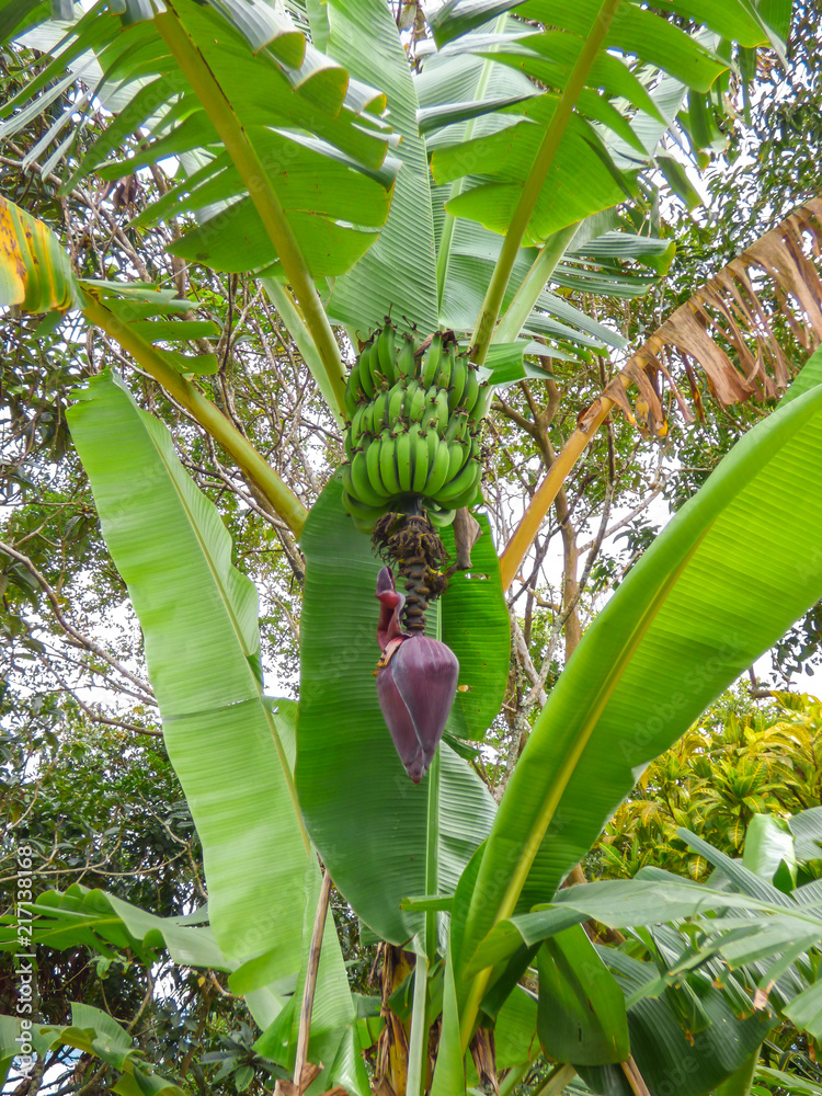 Banana tree with green bananas and purple flower (banana heart) Stock