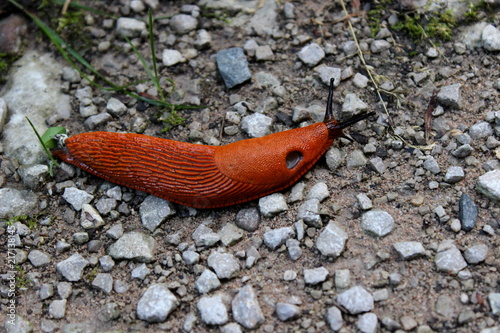 Rote Nacktschnecke auf dem Weg mit Steinen photo