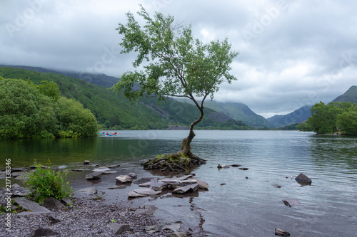 The lone tree at Llanberis Lake in Snowdonia National Park on overcast day in summer