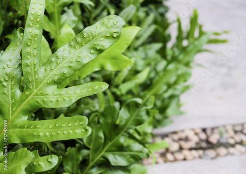 The wart fern of Hawaii or Maile-Scented Fern green leaves background photo