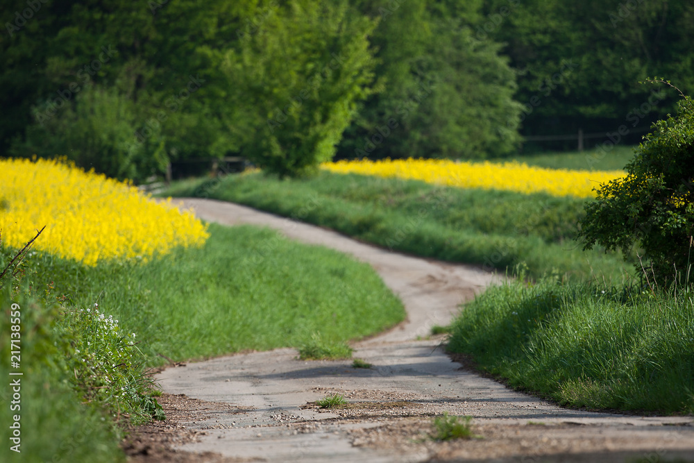 Obraz premium Road in the countryside in spring pathway