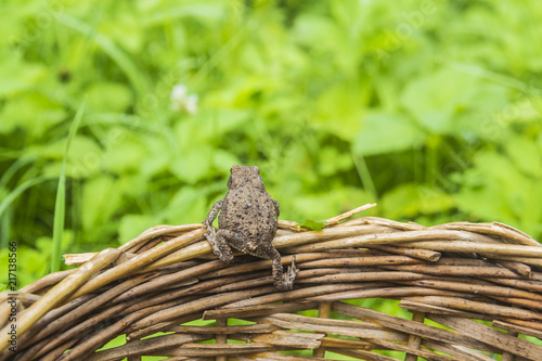 frog on the edge of a wicker basket photo