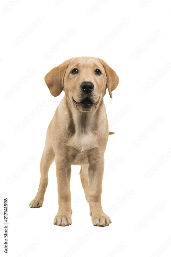 Standing blond labrador retriever puppy looking at the camera with open mouth isolated on a white background