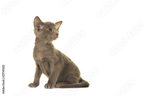 Cute gray oriental shorhair kitten looking over its shoulder to the right isolated on a white background