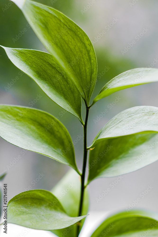 Obraz premium branch with green leaves
