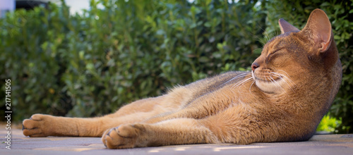 Felis catus Close-up eyes are big and beautiful photo