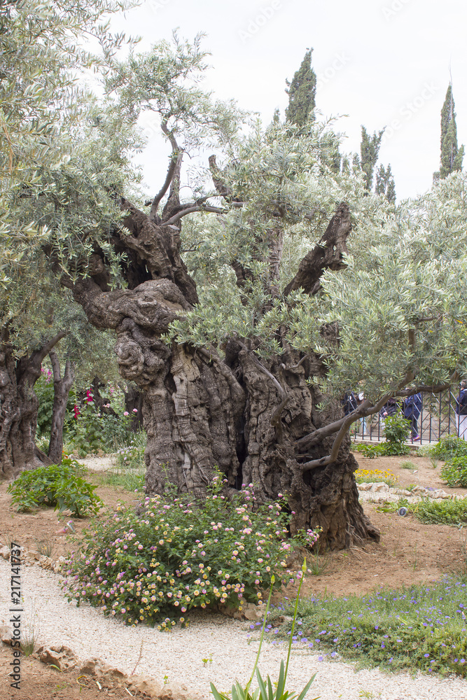 Ταπετσαρία Ancient Olive Trees and young herbaceous plants living side by side in the histo
