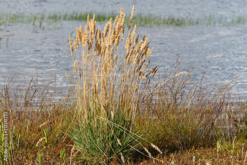 Phragmites australis. Carrizo. Embalse de Tabuyo del Monte, León, España.