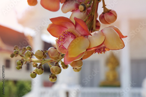 Beautiful in pink of  cannonball flower (call Sal Flower in Thai)  with background green. photo