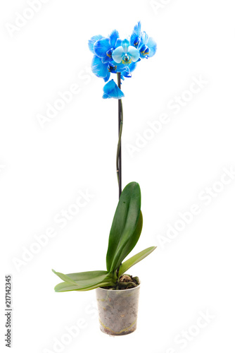 Blue Orchid over white background
