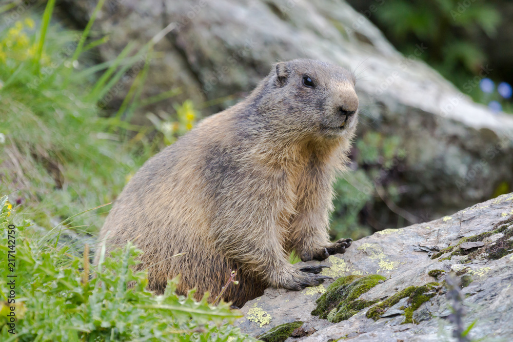 Marmotte des Alpes dans les Grisons, Suisse Marmotte des Alpes dans les Grisons, Suisse