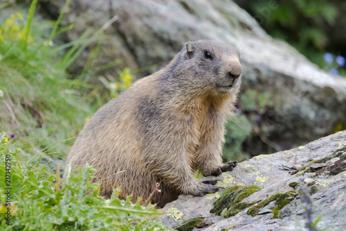 Marmotte des Alpes dans les Grisons, Suisse