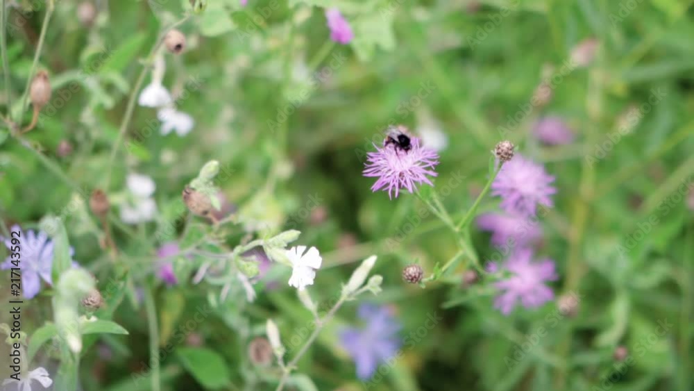Large black bee on purple flower Large black bee on purple flower