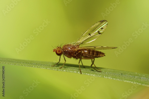 Macro of winged, brown and Caucasian fly Opomyza florum photo