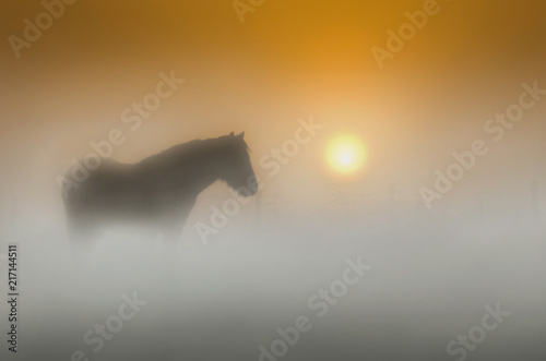 Fototapeta Naklejka Na Ścianę i Meble -  Horse on a Foggy Sunrise