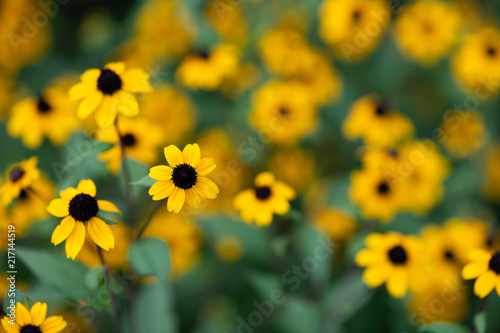 黄色いルドベキアの花