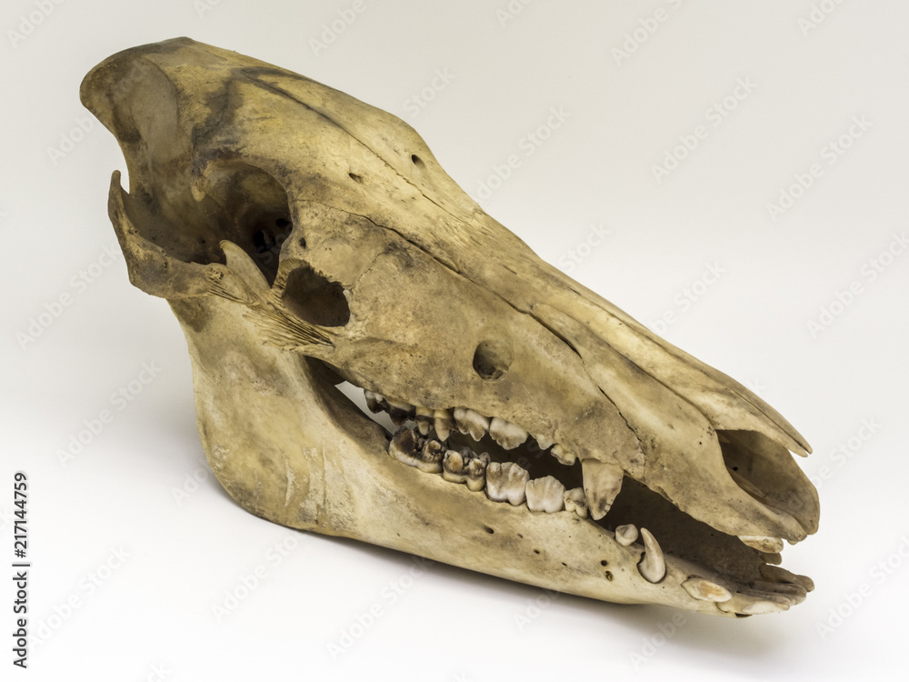 Naklejka premium Schädel eines jungen Wildschweis schräg von der Seite