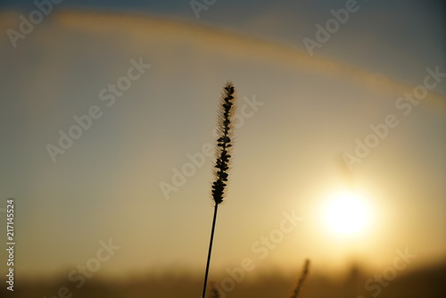 Blooming grass in summer in Germany in sunset photographed  