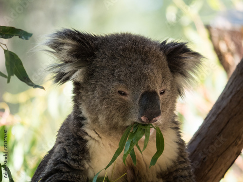 Fototapeta Naklejka Na Ścianę i Meble -  Koala in Australia