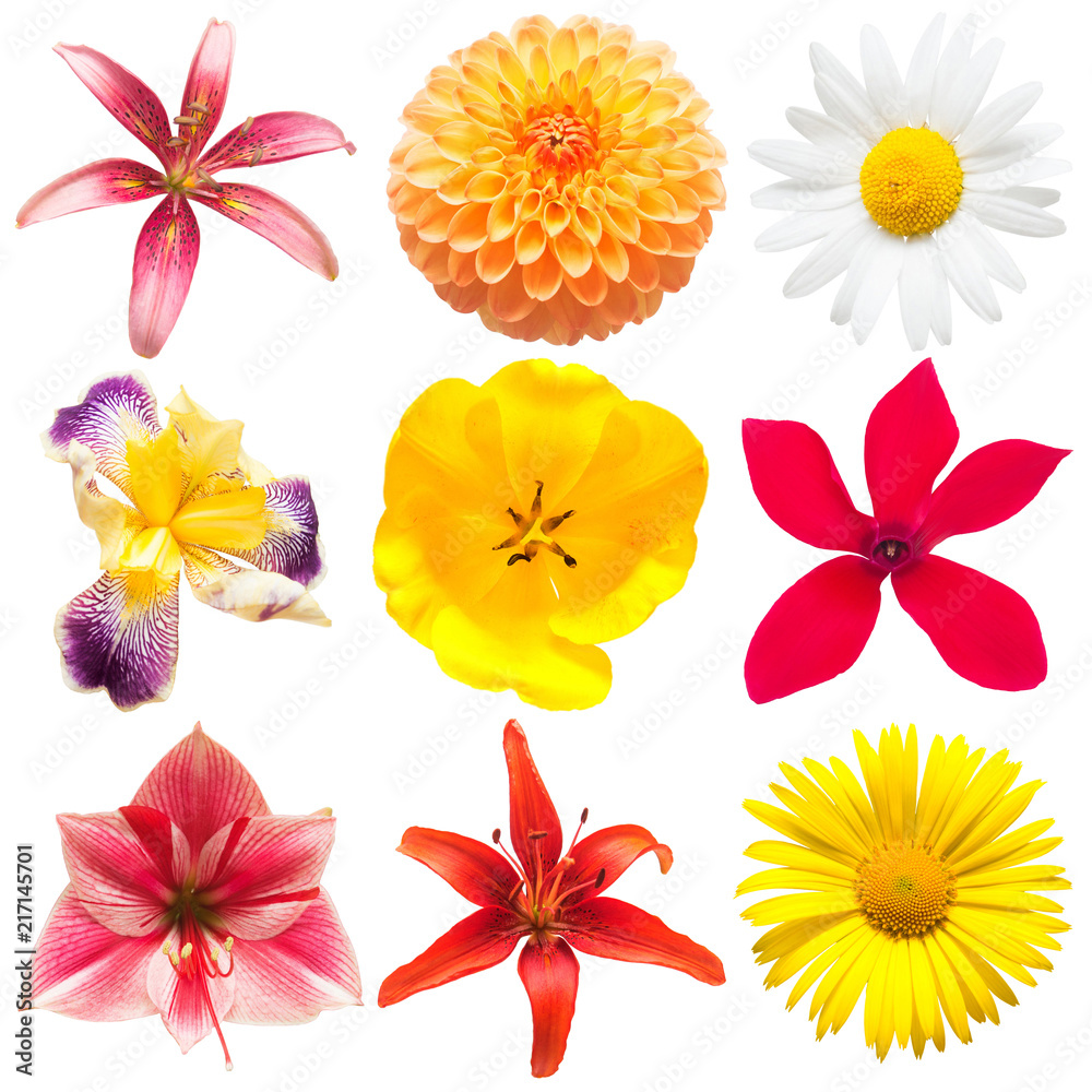 Set flowers of lily, amaryllis, dahlia, cyclamen, iris, daisy and tulip isolated on white background. Spring time, flora. Flat lay, top view. Love. Valentine's Day Set flowers of lily, amaryllis, dahlia, cyclamen, iris, daisy and tulip isolated on white background. Spring time, flora. Flat lay, top view. Love. Valentine's Day