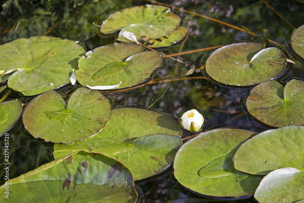 Small quiet pond with water lilies and other plants Small quiet pond with water lilies and other plants