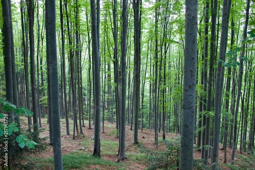 Carpathian forest  Romania