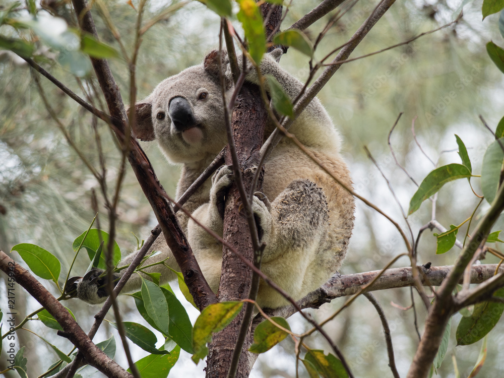 Fototapeta premium Koala in Australia