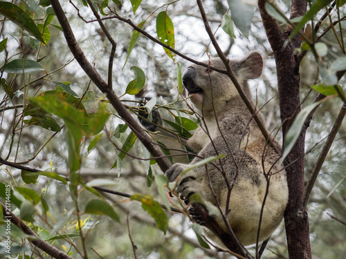 Koala in Australia