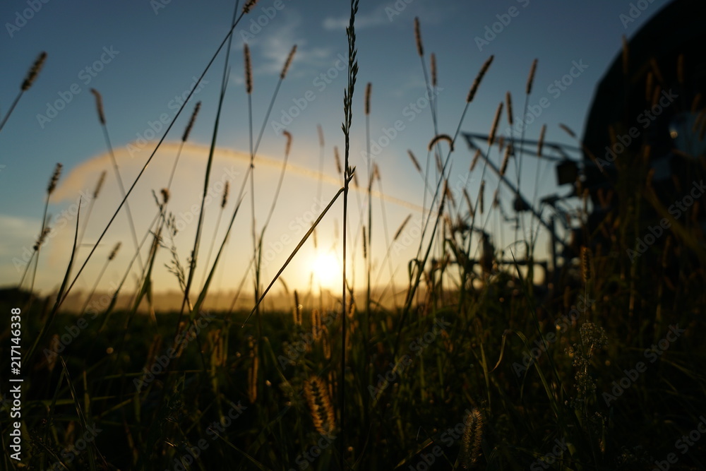 Blooming grass in summer in Germany in sunset photographed
Blooming grass in summer in Germany in sunset photographed