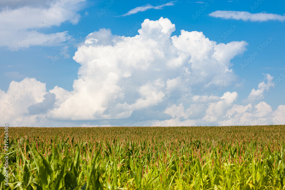 green corn field and blue sky. Nature summer countryside landscape